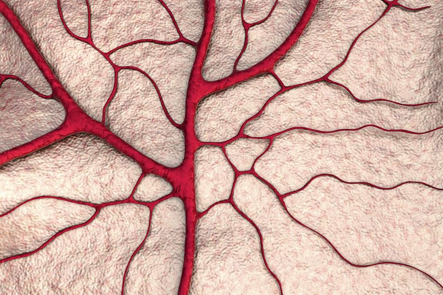 Branching tree of red blood vessels.