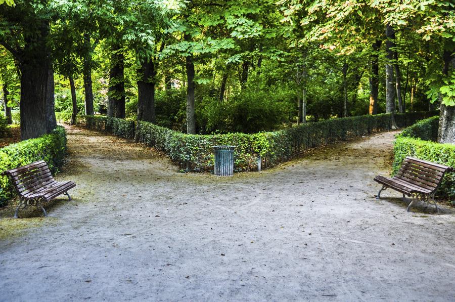 Diverging paths in the woods.