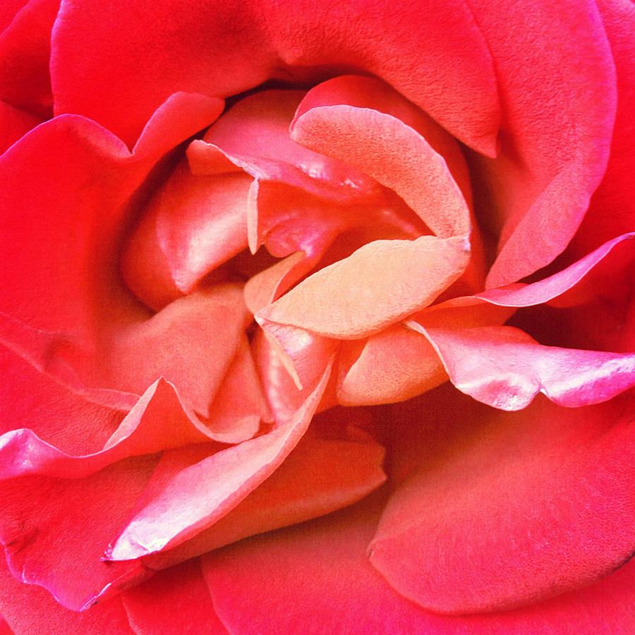 Close up of a rose.