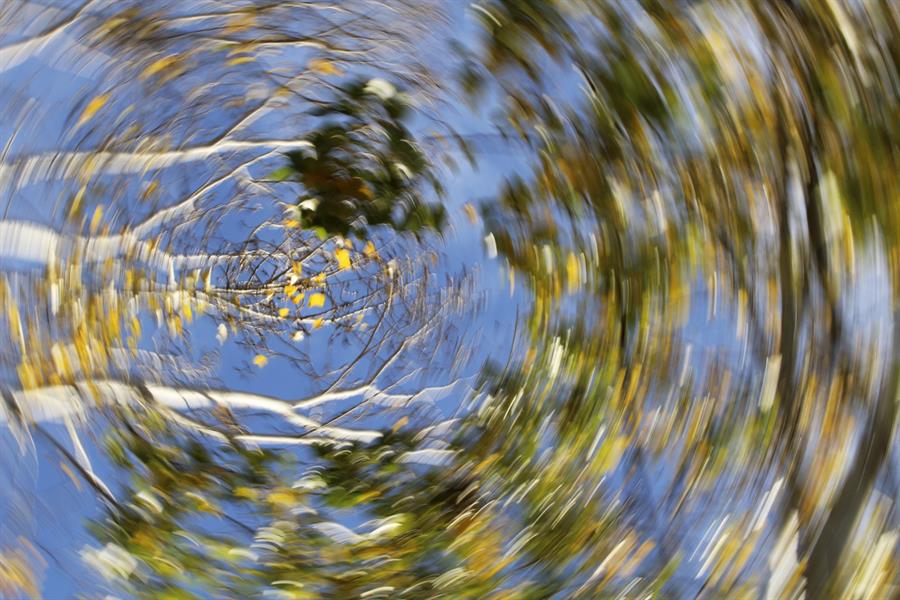 Swirling view of treetops.