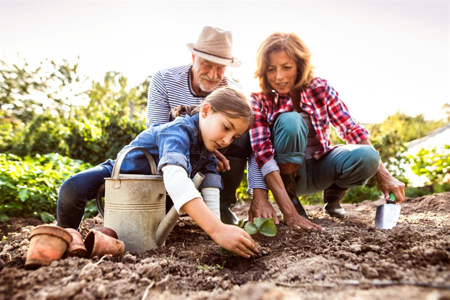 Senior couple with granddaughter planting a seedling in an outdoor garden.