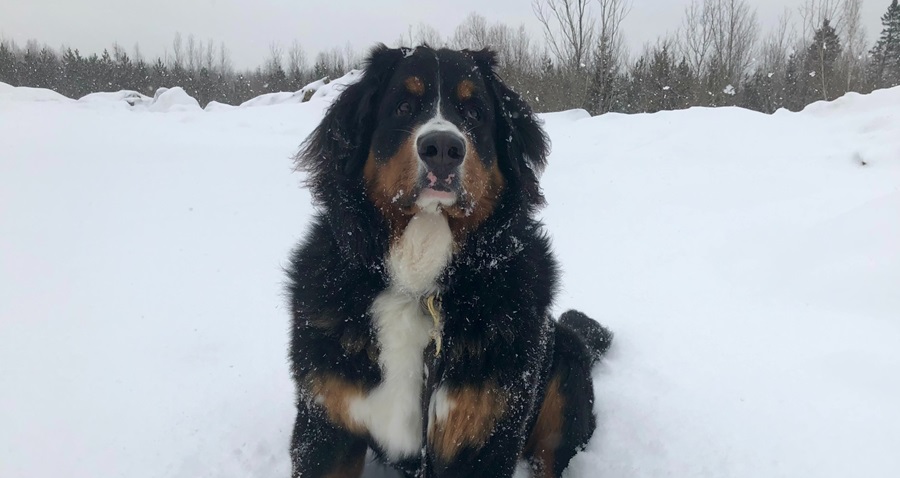 Bernese mountain dog sitting in snow on a winter day at the park and looking at the camera.