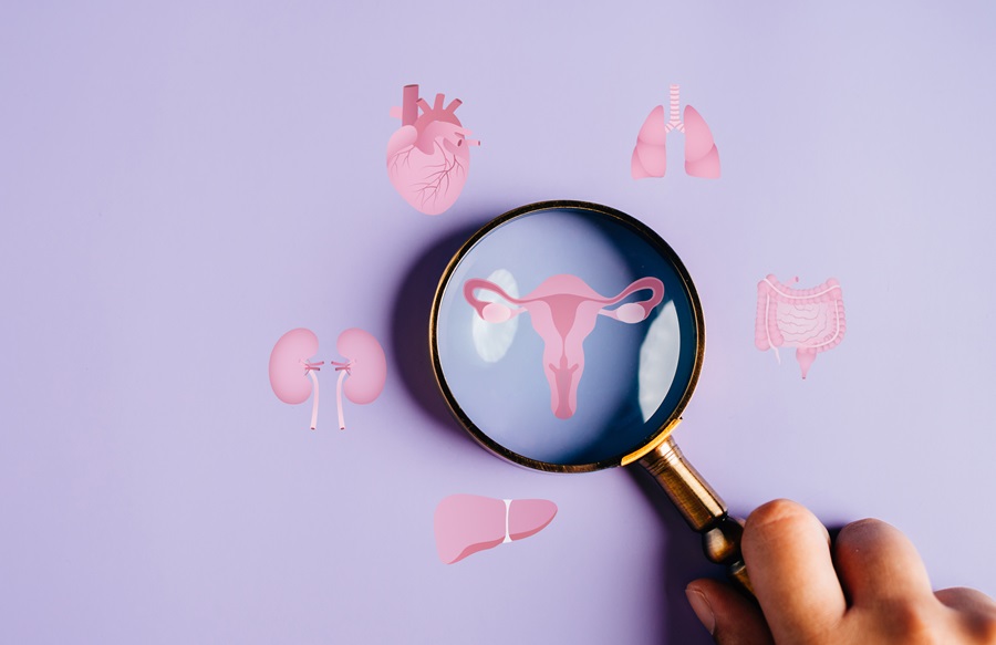 Female organ system with magnifying glass highlighting the uterus