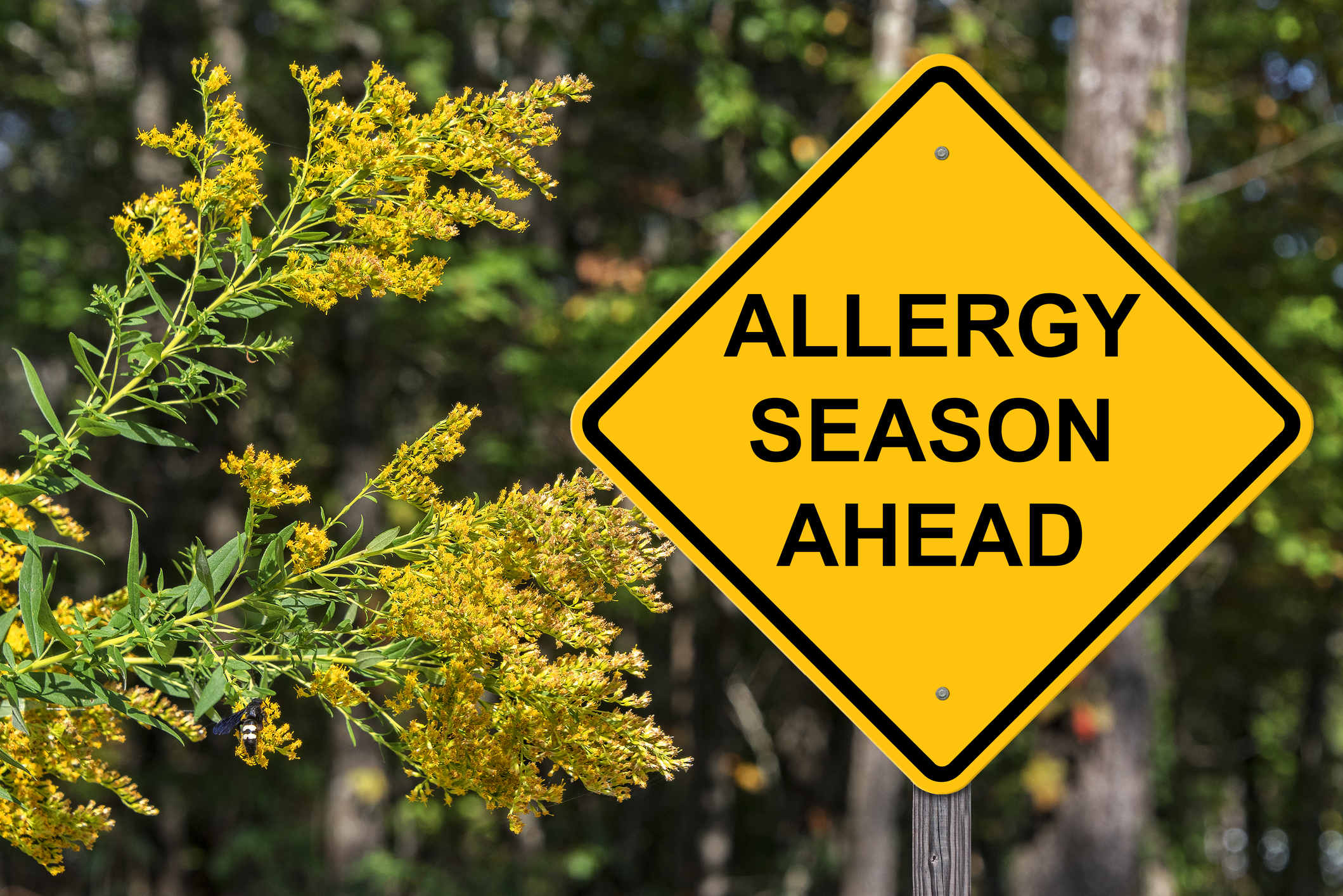 Cold or allergies? What you need to know about seasonal allergies