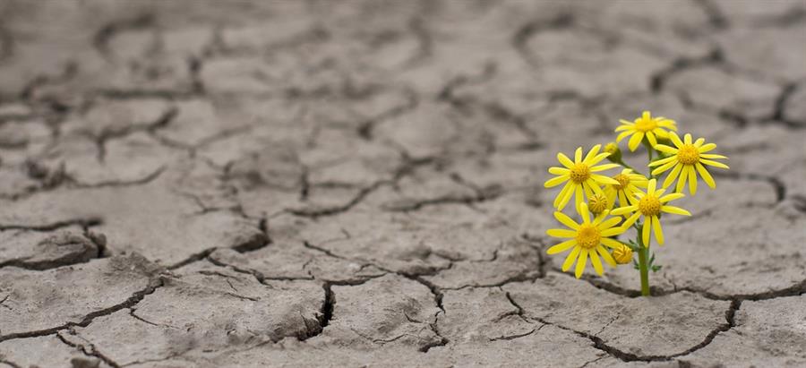 Yellow flowers growing in dry and cracked dirt.  